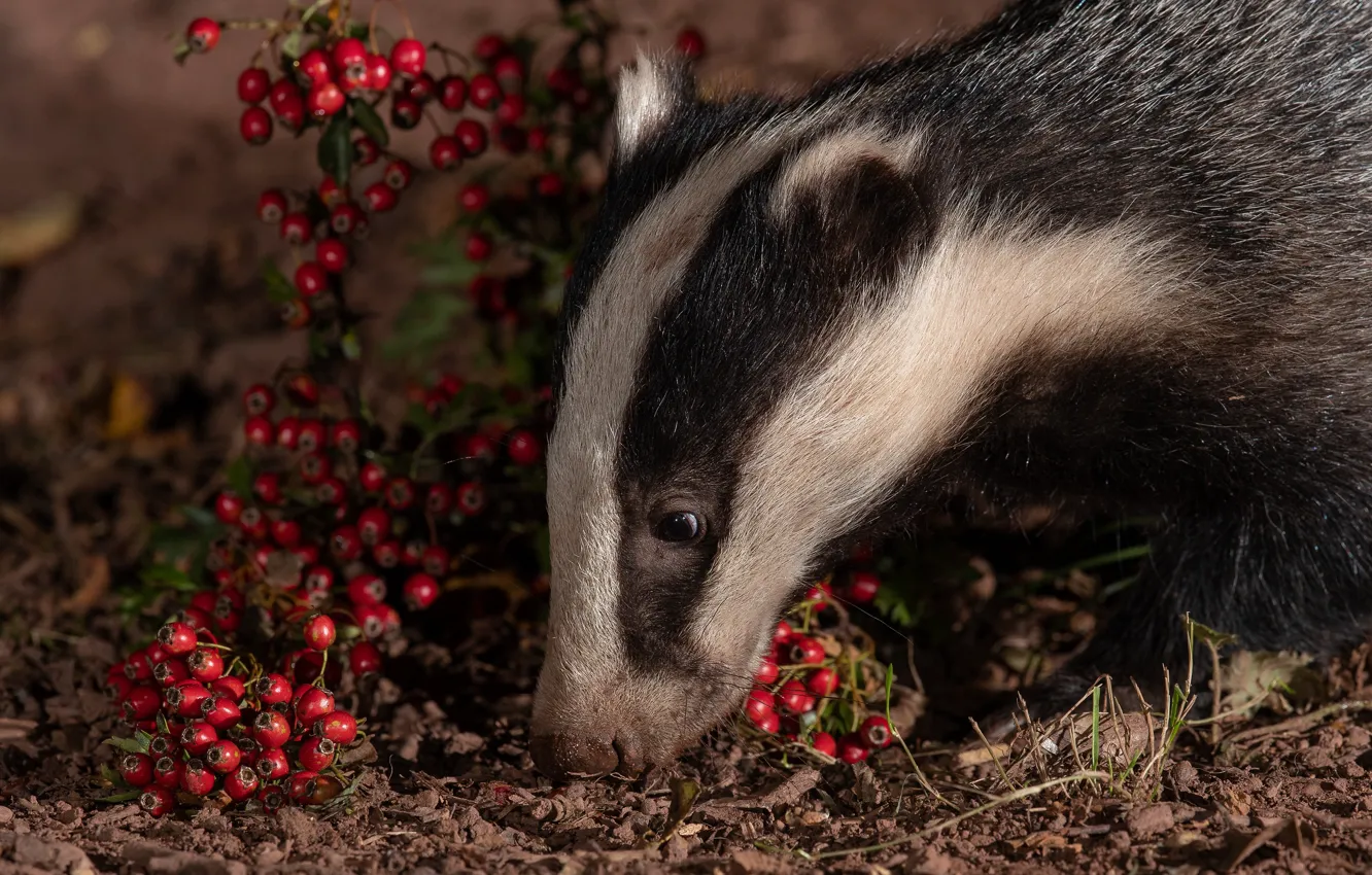 Photo wallpaper face, berries, the dark background, fruit, profile, badger