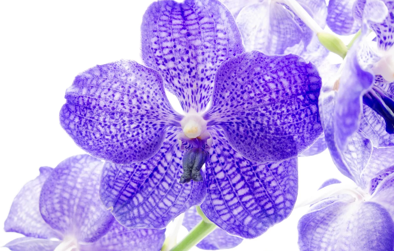 Photo wallpaper white background, orchids, the color purple