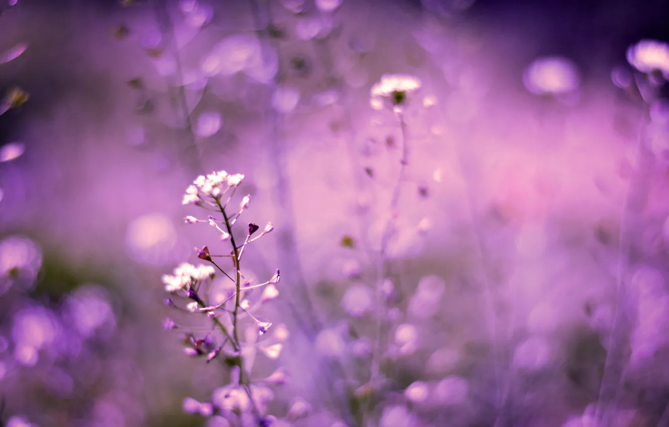 Photo wallpaper field, macro, Flowers, blur, lilac, bokeh