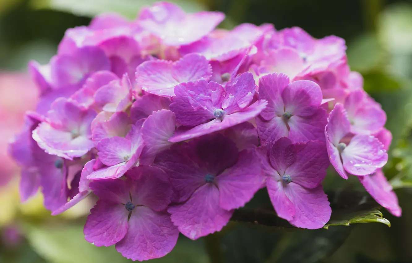 Photo wallpaper drops, macro, flowers, background, pink, flowering, water drops, inflorescence