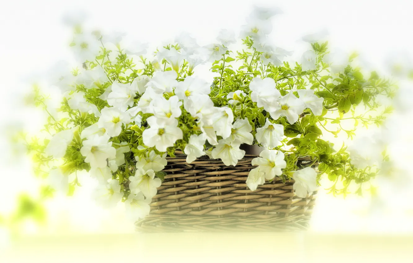 Photo wallpaper flowers, basket, white, Petunia