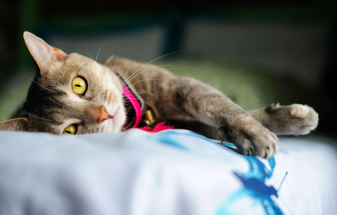 Photo wallpaper cat, eyes, yellow, paws, claws, lies, collar