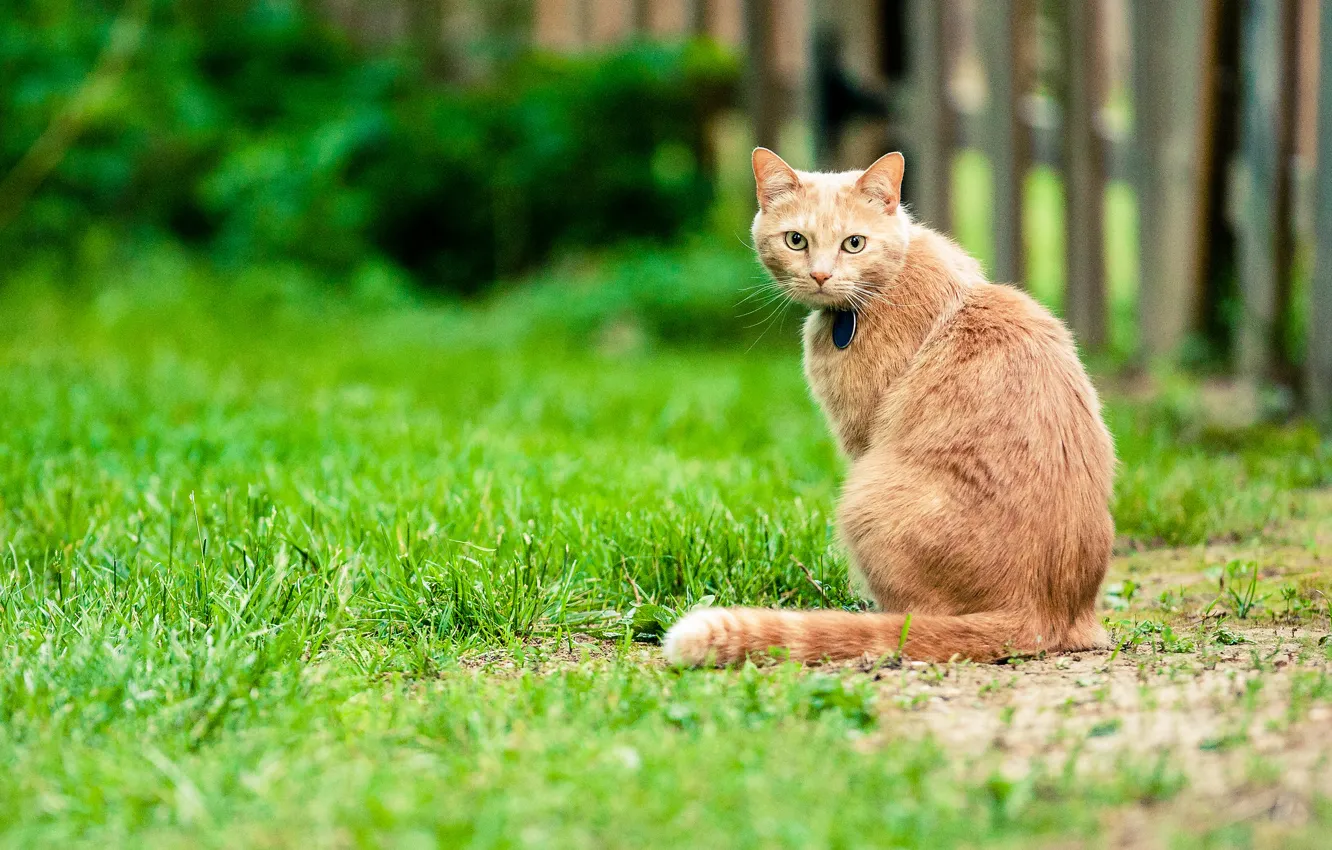 Photo wallpaper cat, grass, the fence, back, yard, tail, bokeh, direct look