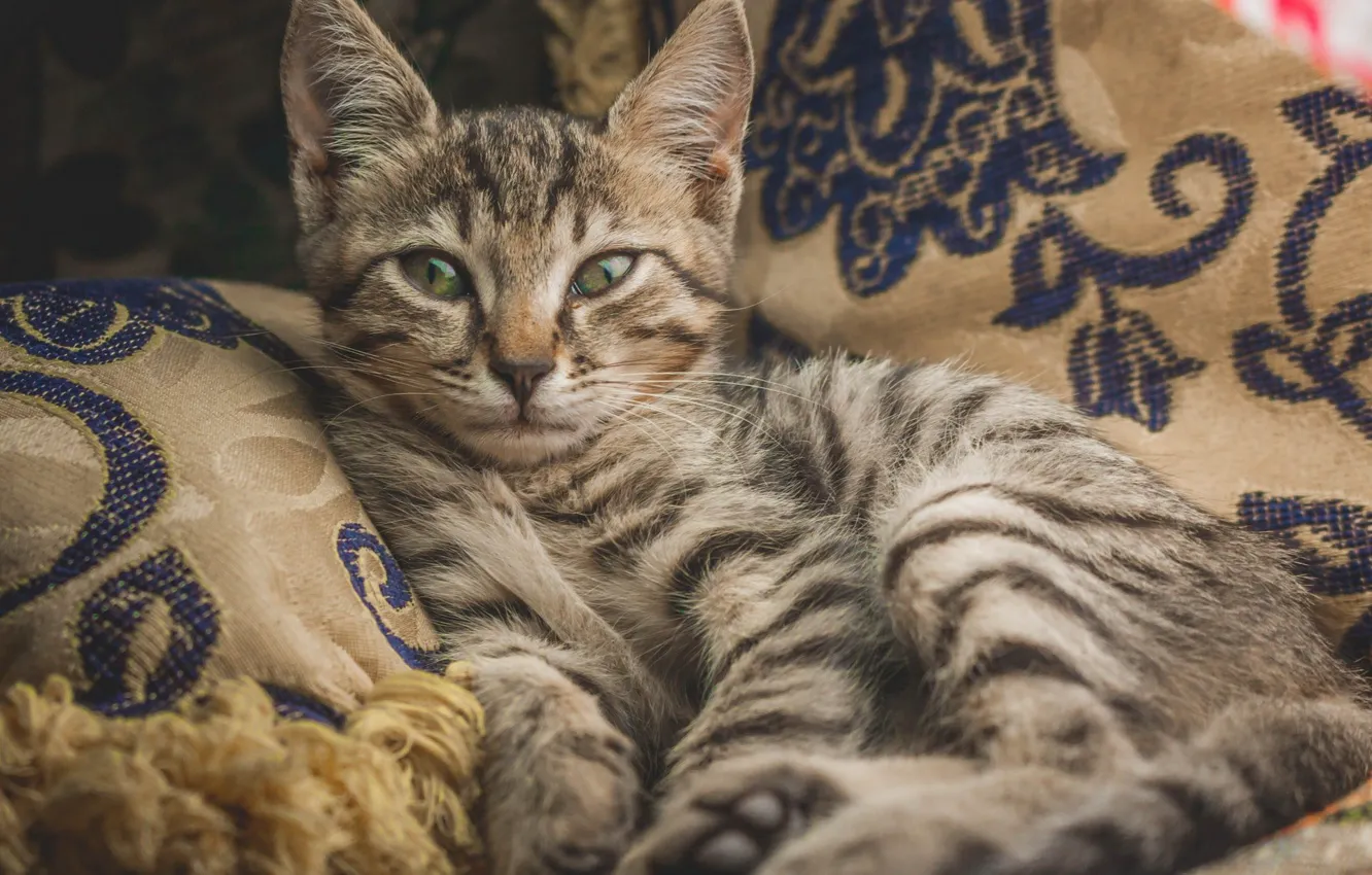 Photo wallpaper cat, look, green eyes