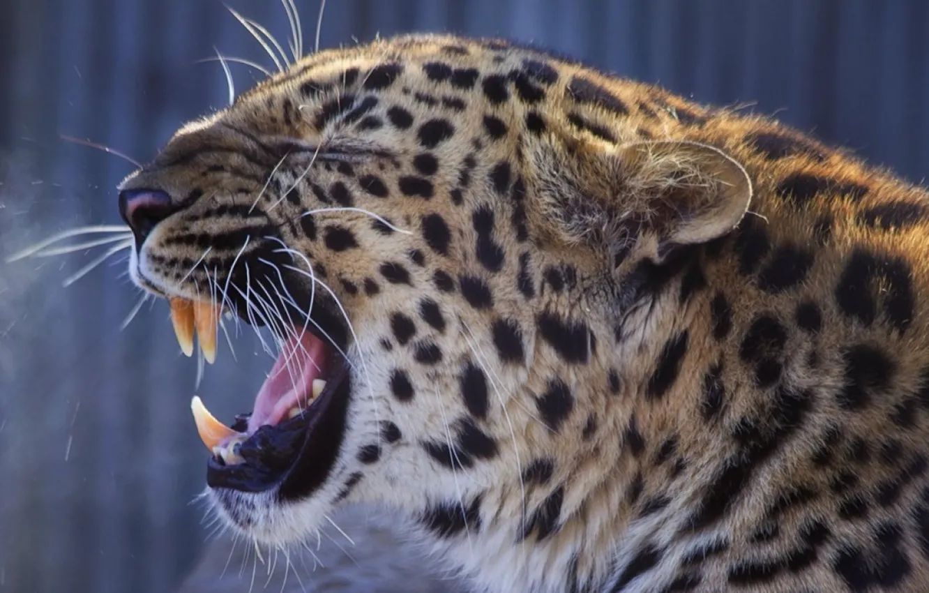 Photo wallpaper leopard, animal, big cat