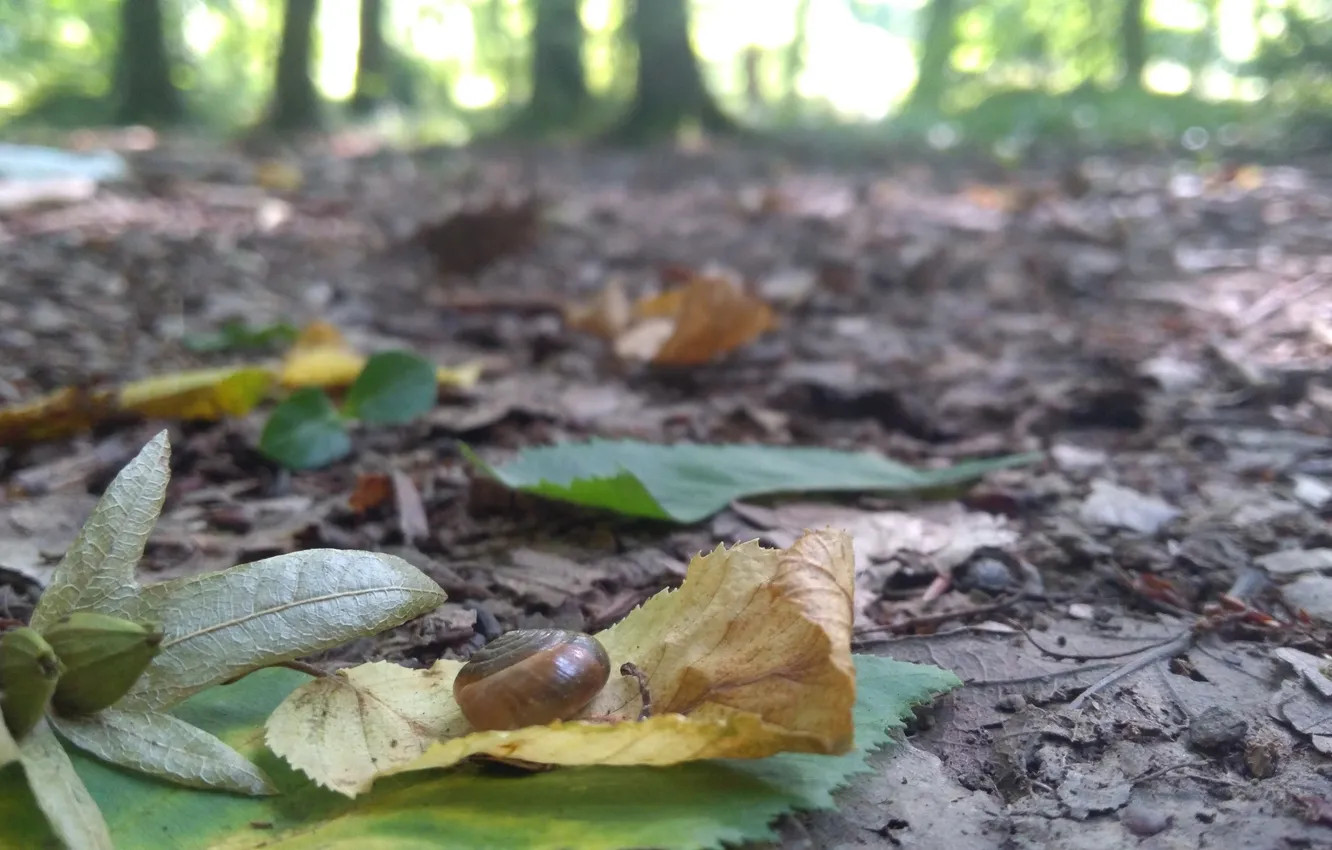 Photo wallpaper forest, trees, nature, earth, foliage, snail, bokeh