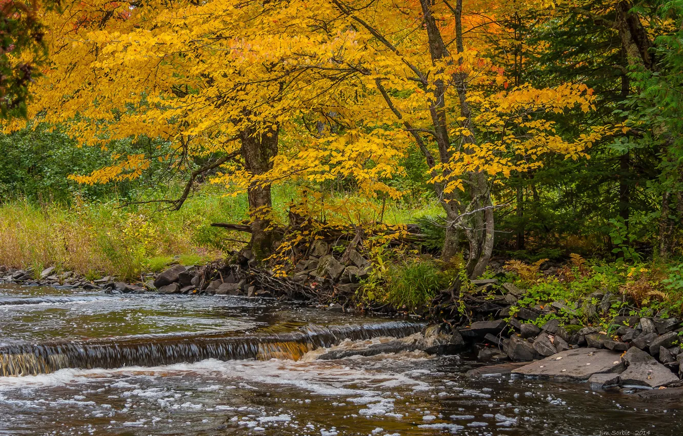 Photo wallpaper autumn, forest, trees, river, stones