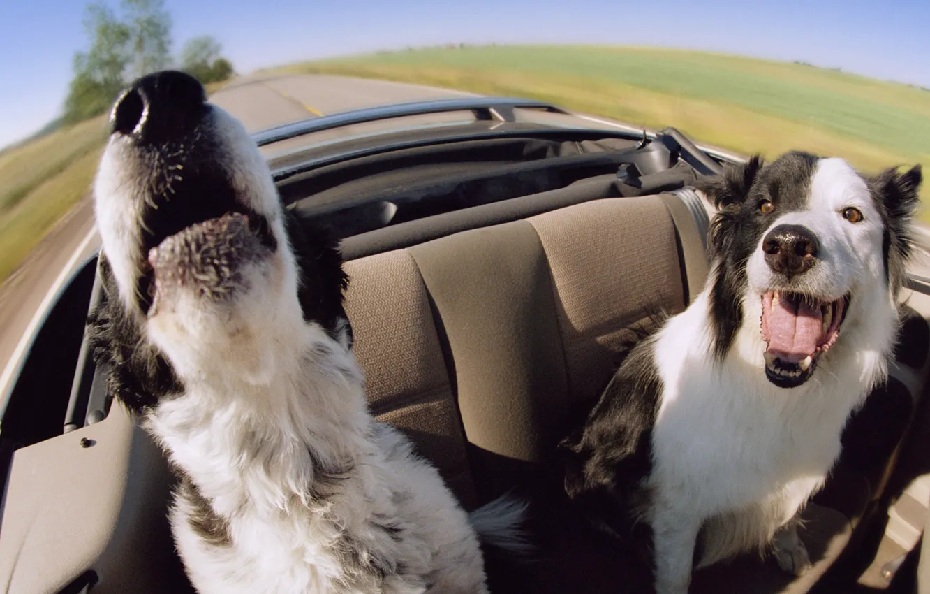 Photo wallpaper machine, happiness, speed