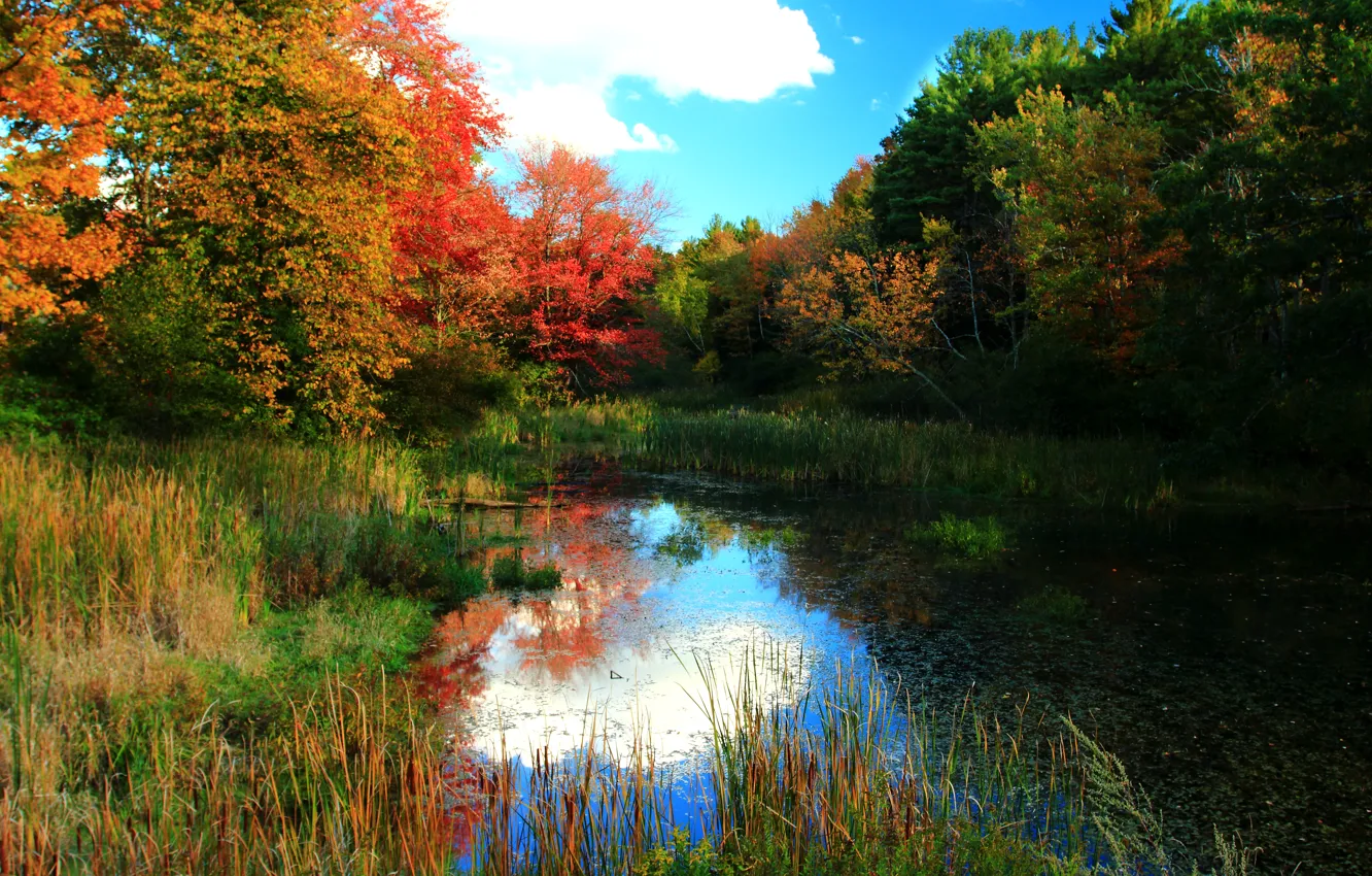 Photo wallpaper autumn, forest, trees, nature, pond, forest, trees, landscape