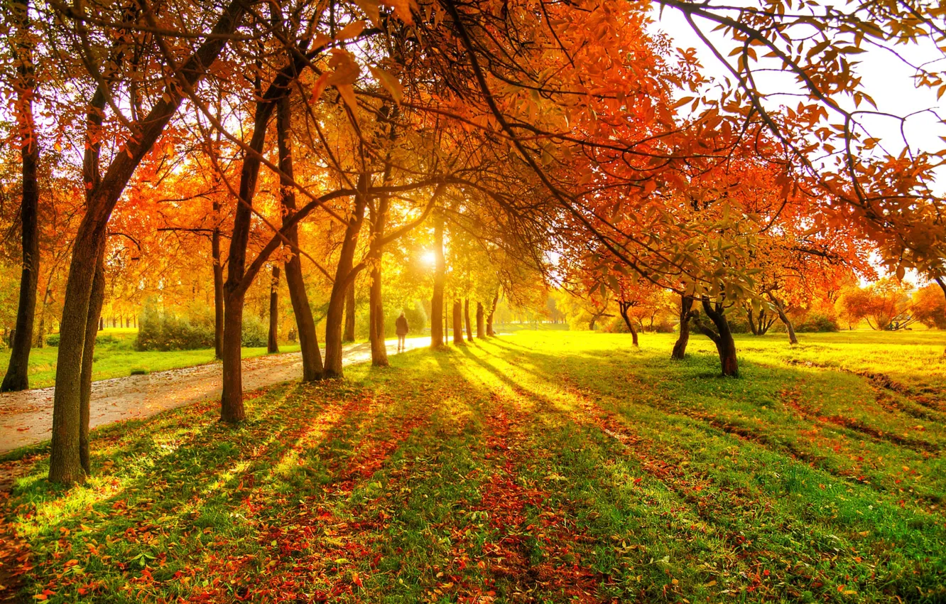 Photo wallpaper track, falling leaves, the rays of the sun, Autumn Park