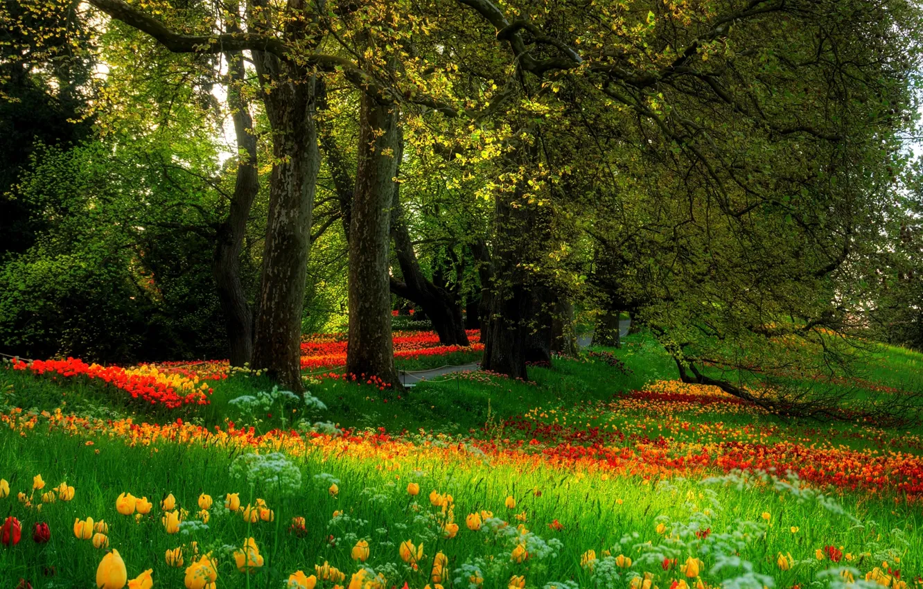Photo wallpaper grass, trees, flowers, Park, nature.