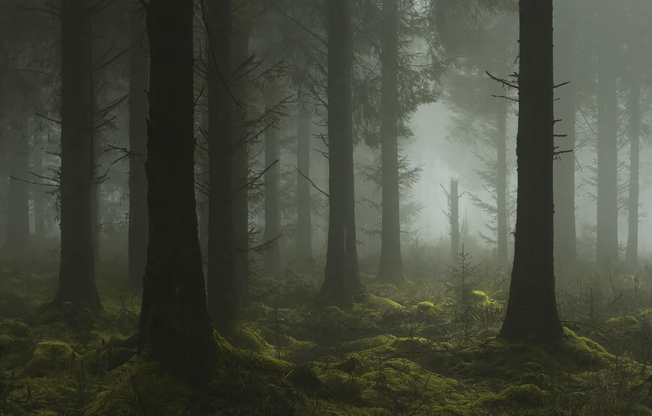 Photo wallpaper forest, trees, nature, fog