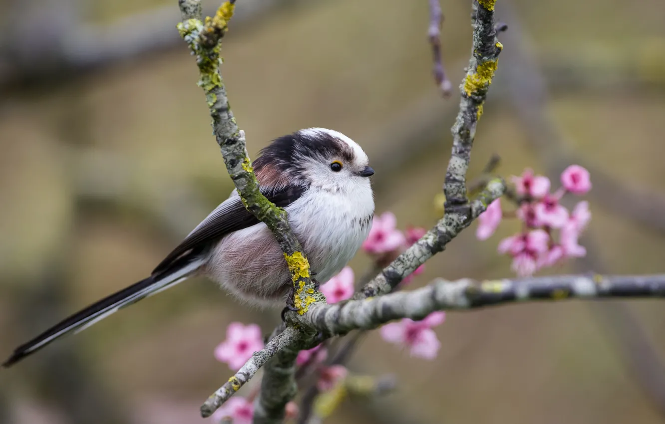 Photo wallpaper branches, feathers, bird, tit