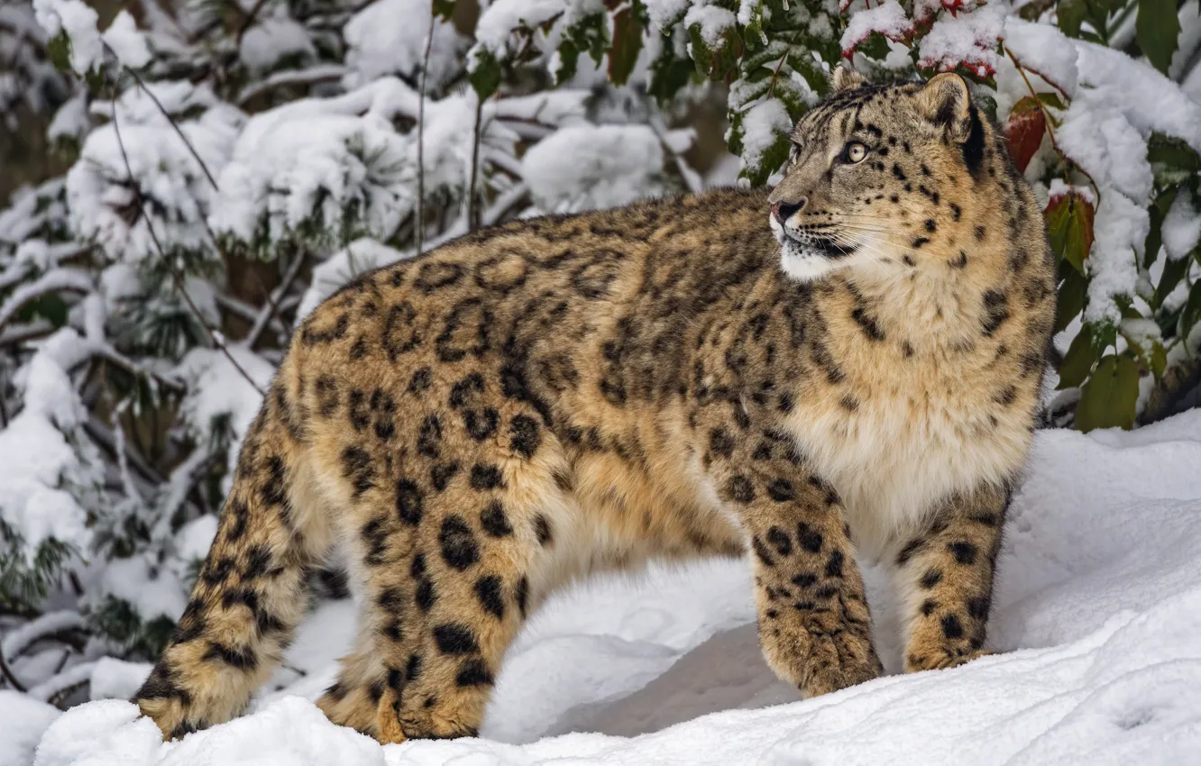 Photo wallpaper winter, leaves, snow, snow leopard
