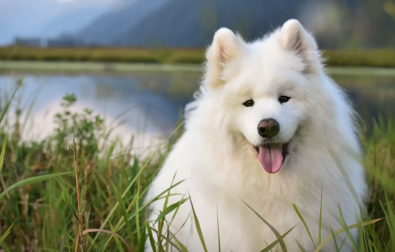 Photo wallpaper language, grass, look, mountains, pose, shore, portrait, dog