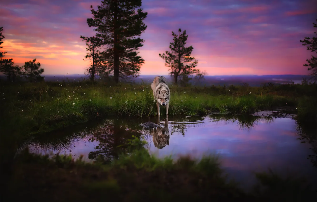 Photo wallpaper nature, reflection, wolf, dog, pond, wolf dog