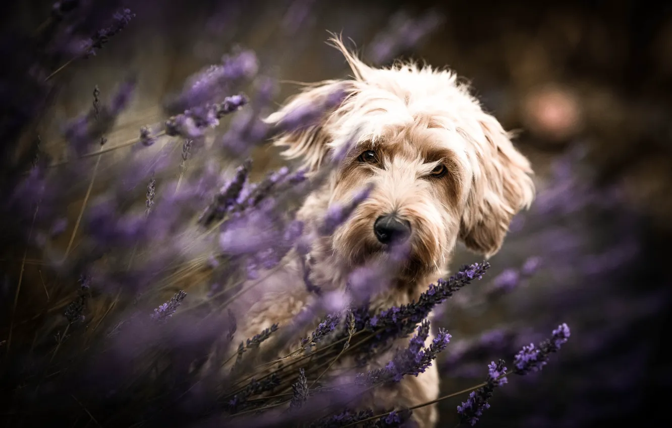 Photo wallpaper look, flowers, nature, portrait, dog, lavender, bokeh, Terrier