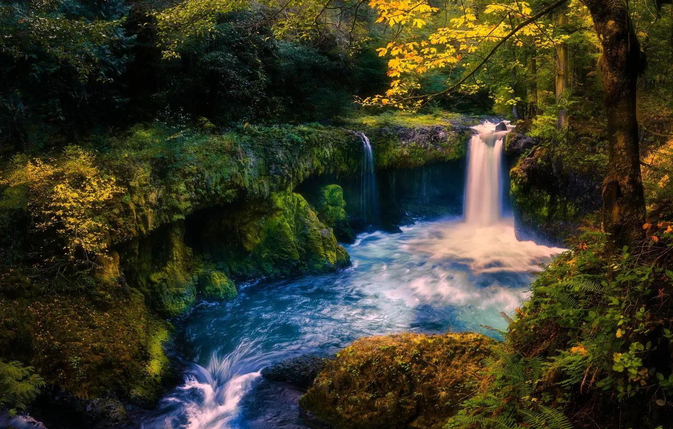 Photo wallpaper greens, autumn, forest, light, trees, branches, river, shore