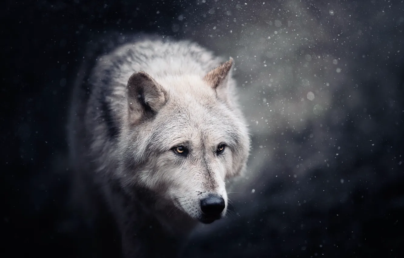 Photo wallpaper face, snow, wolf