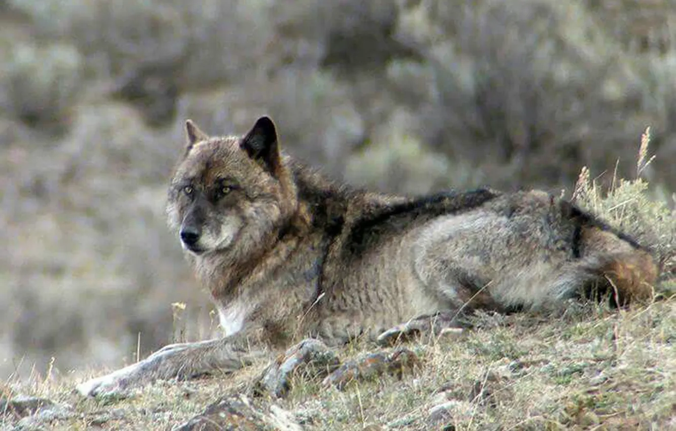Photo wallpaper face, wolf, wildlife, head, fur, mammal, whiskers, gray wolf