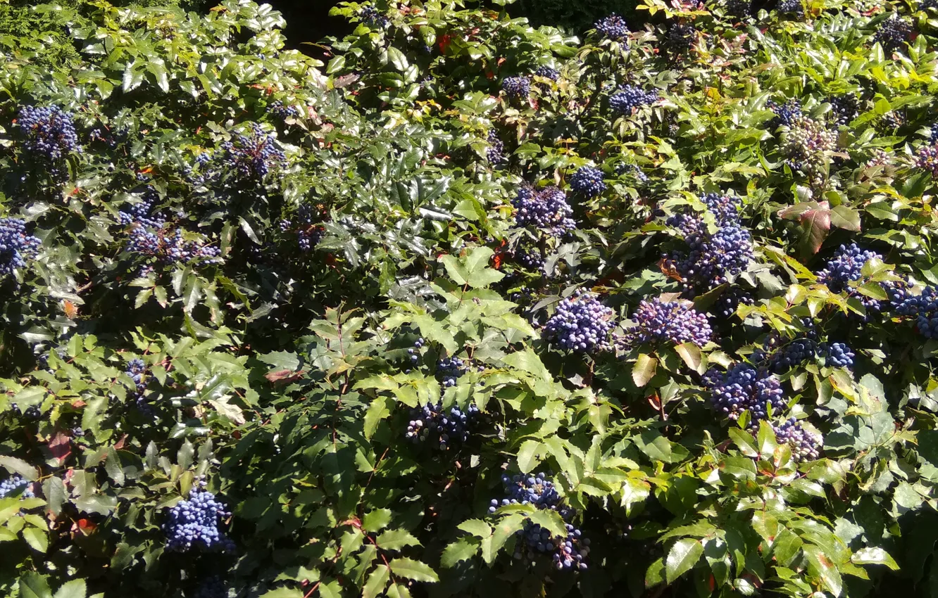 Photo wallpaper greens, Bush, berries, costaric, berries purple, natural background
