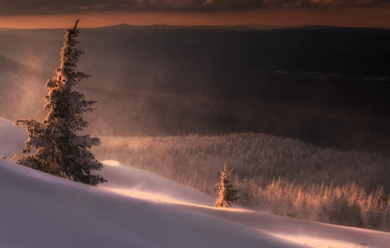 Photo wallpaper winter, frost, forest, light, snow, mountains, nature, fog
