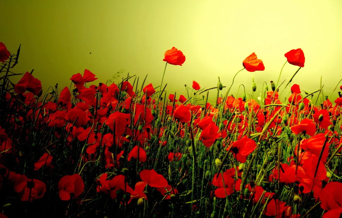 Photo wallpaper summer, flowers, Maki