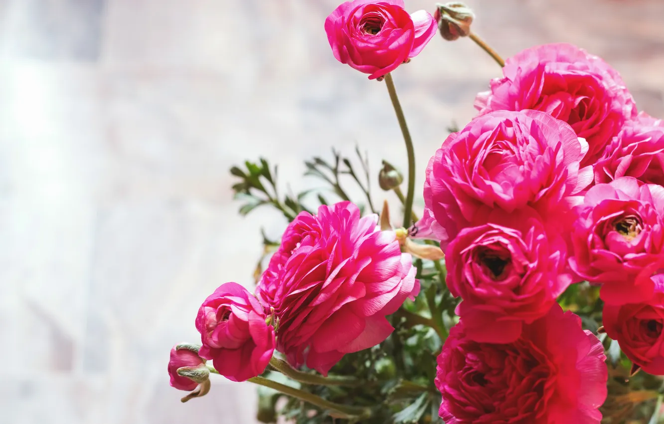 Photo wallpaper flowers, petals, pink