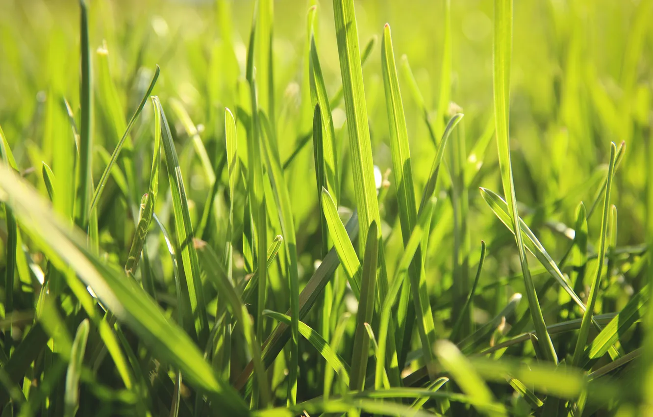 Photo wallpaper greens, summer, grass, macro, nature