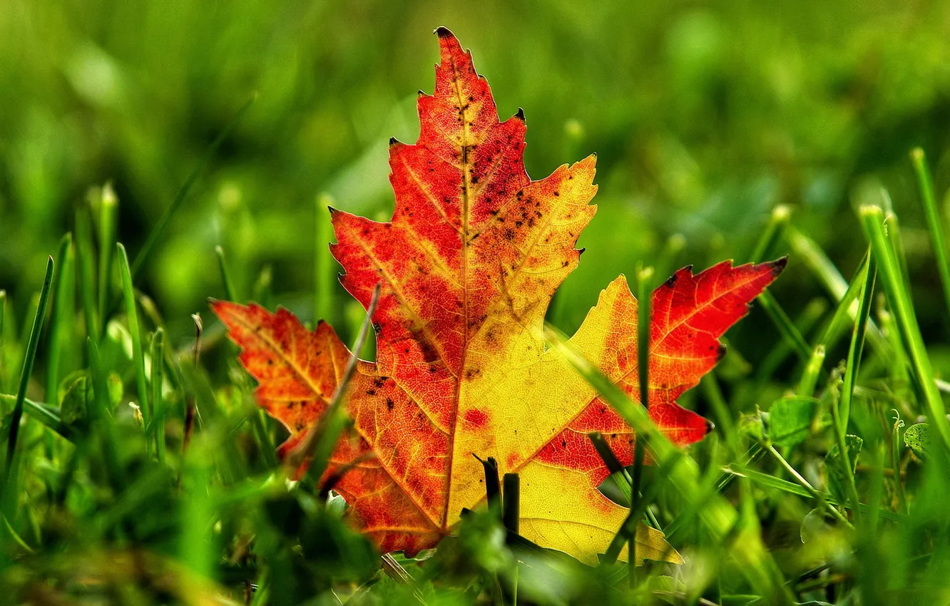 Photo wallpaper grass, leaves, macro, yellow, green