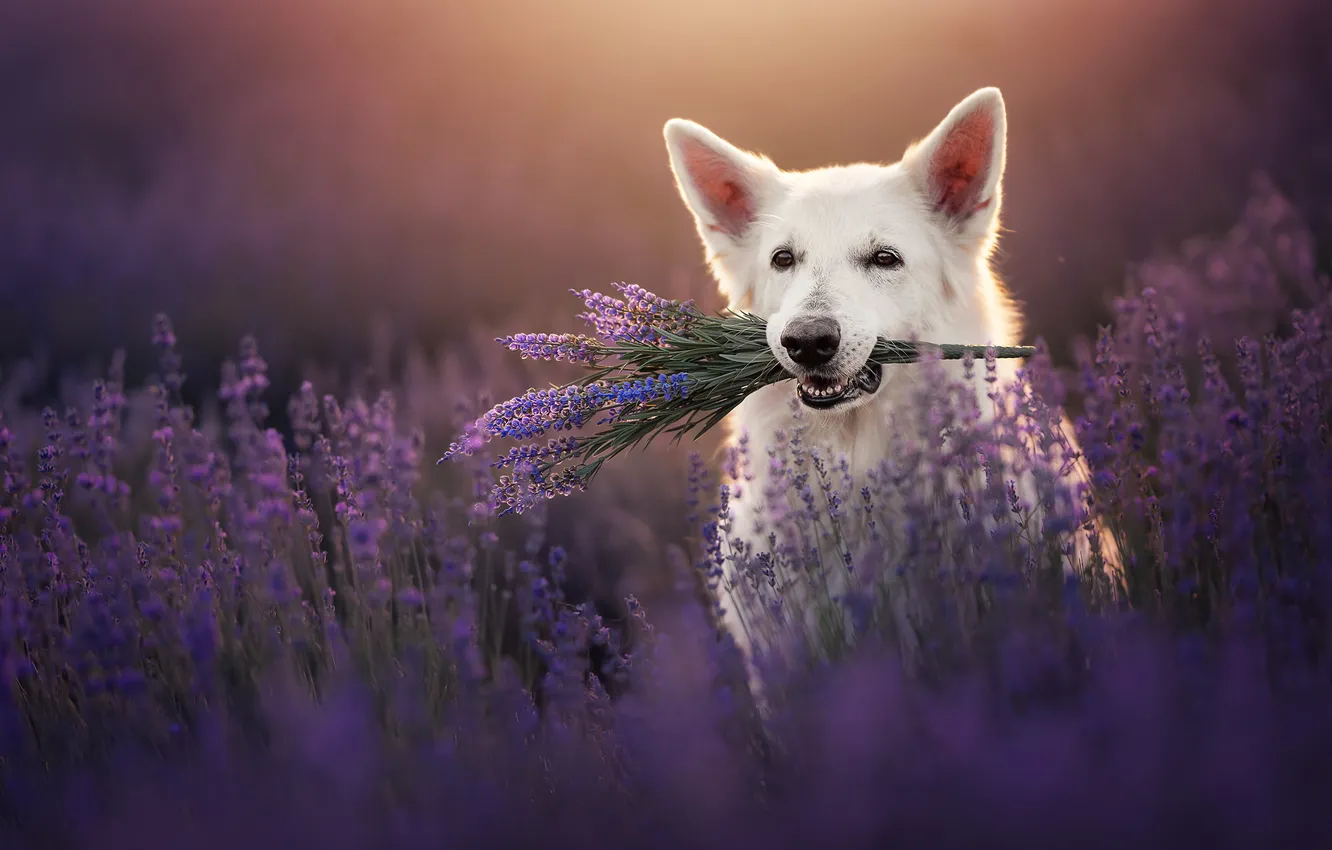 Photo wallpaper face, flowers, dog, lavender, The white Swiss shepherd dog