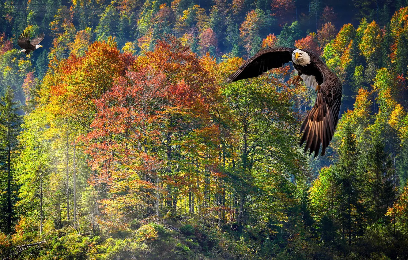 Photo wallpaper autumn, forest, flight, rendering, bald eagle