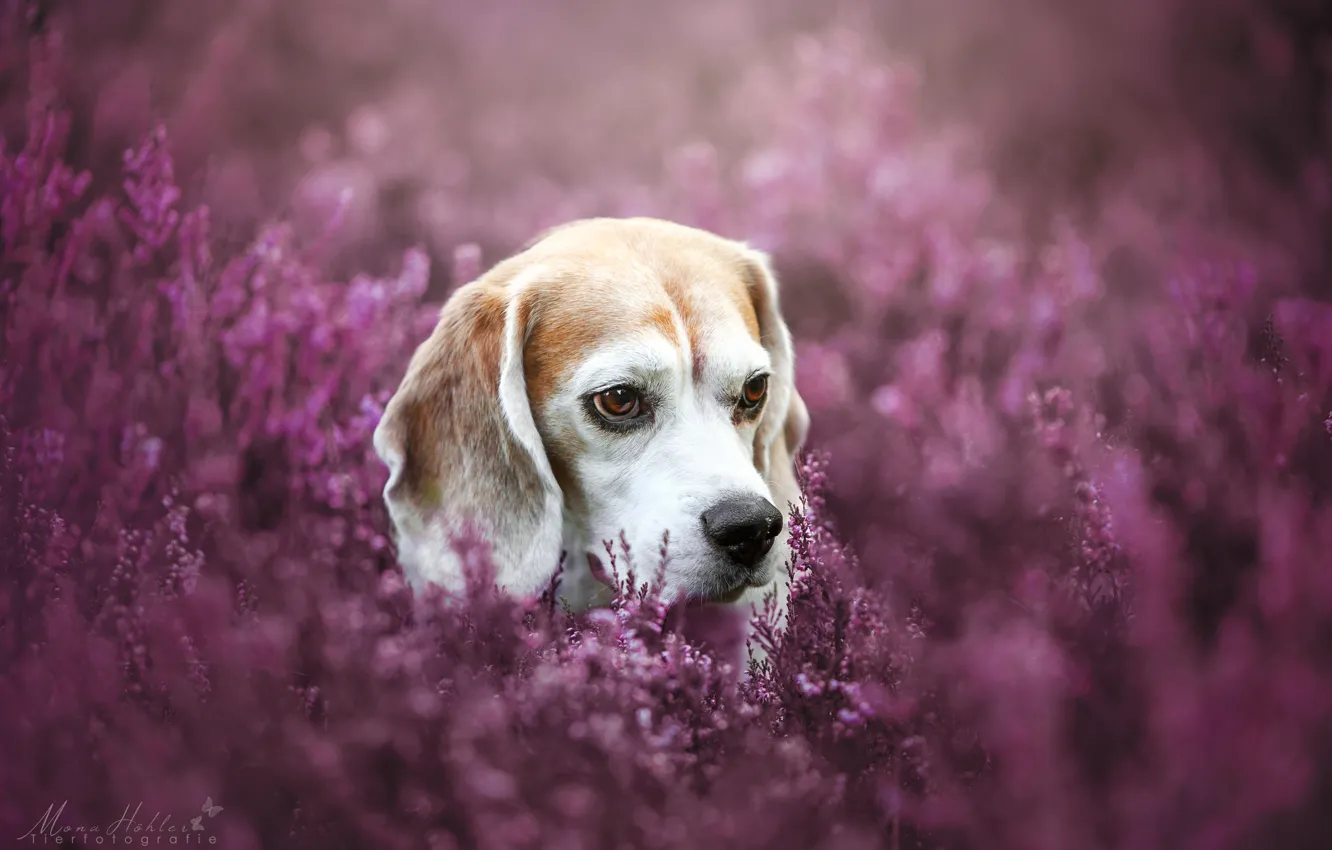 Photo wallpaper face, dog, bokeh, Beagle, Heather