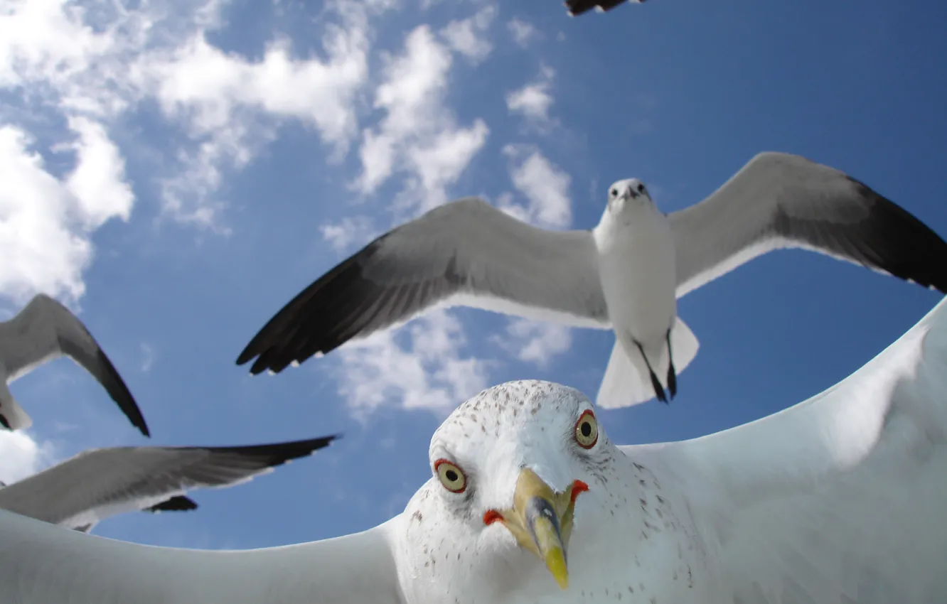 Photo wallpaper Flight, Beak, Seagulls