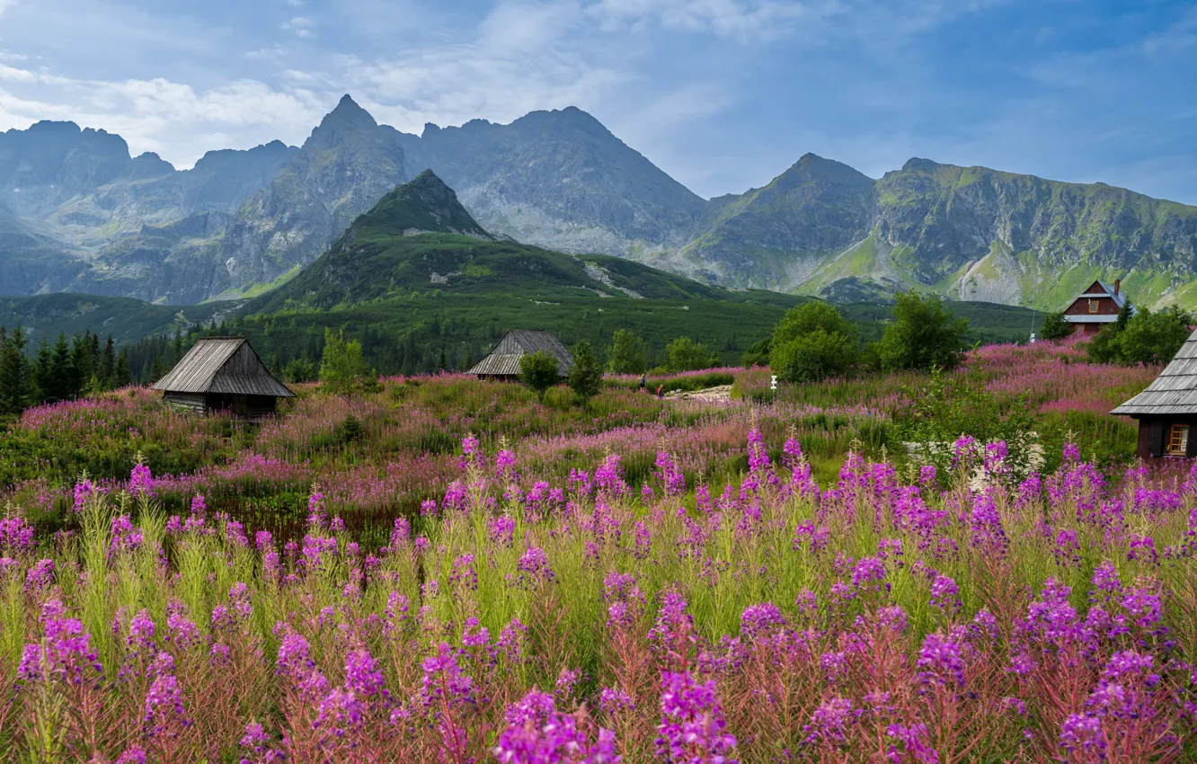 Photo wallpaper field, flowers, mountains, village, meadow, haze, house, pink
