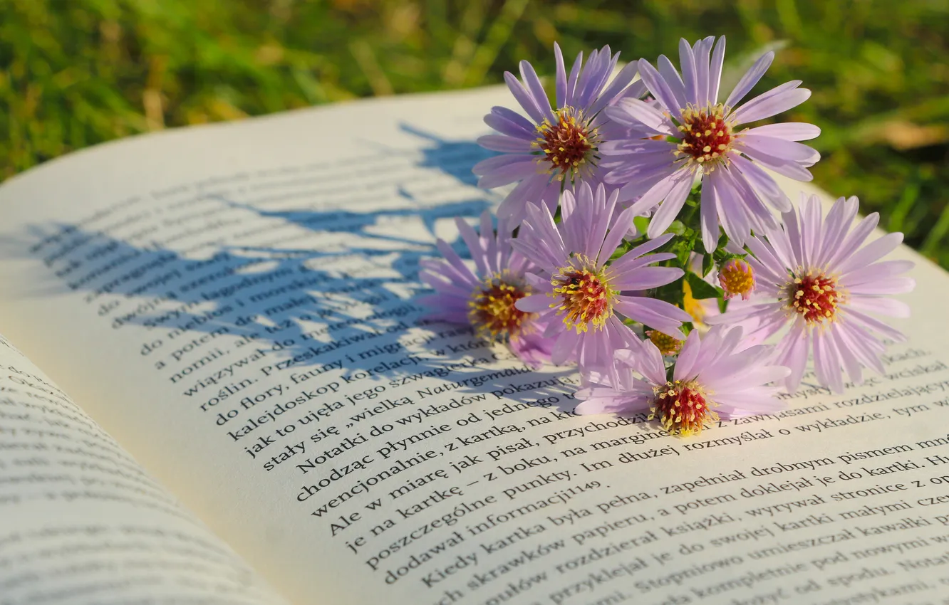 Photo wallpaper flower, book, aster
