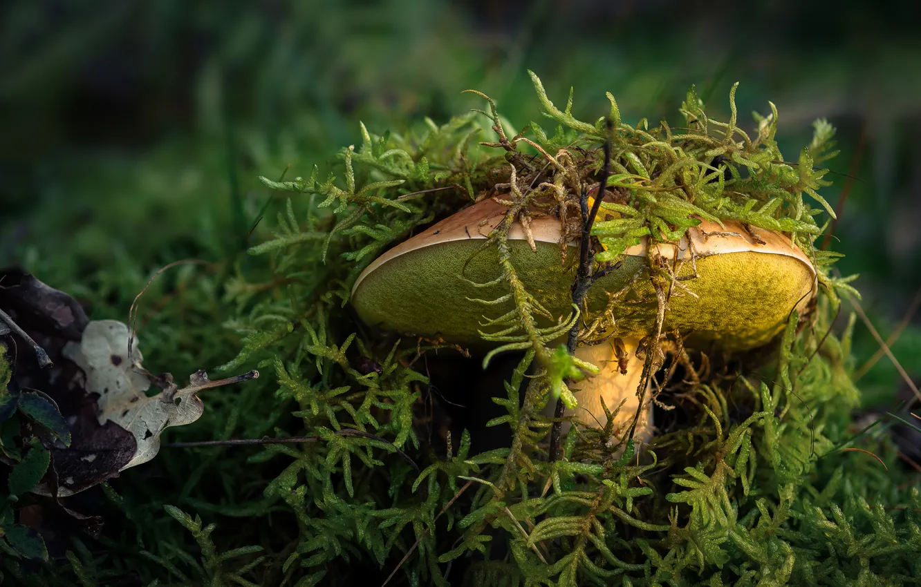 Photo wallpaper macro, mushrooms, moss
