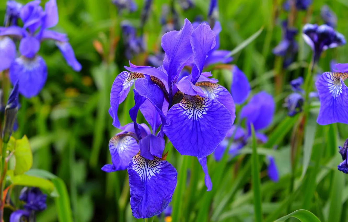 Photo wallpaper petals, garden, meadow, iris