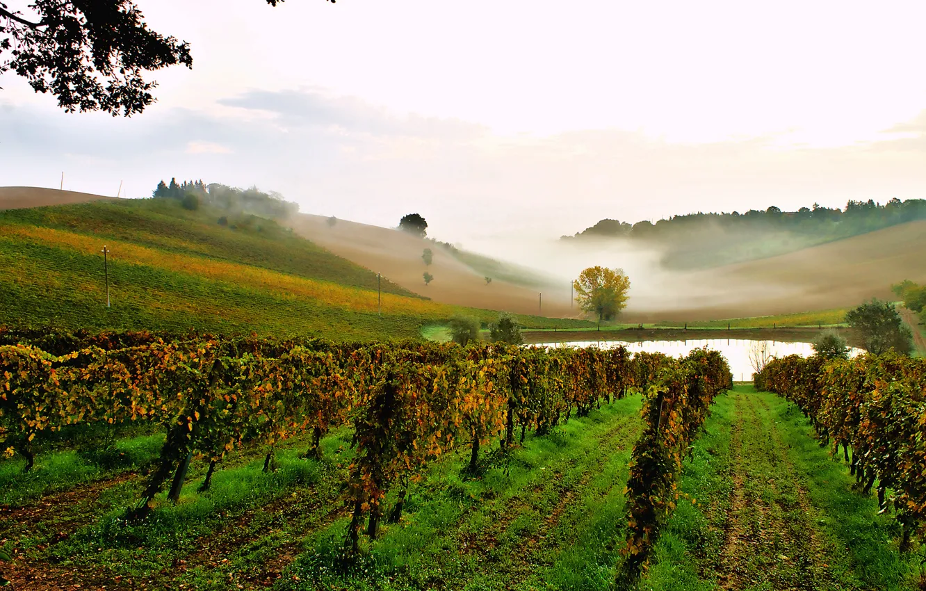 Photo wallpaper the sky, fog, pond, hills, morning, Italy, vineyard