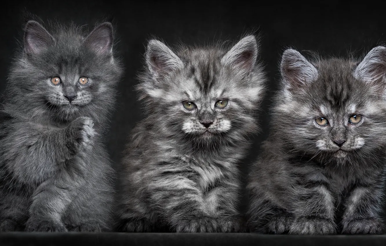Photo wallpaper cats, Kittens, fluffy, grey, Trinity, Maine coons