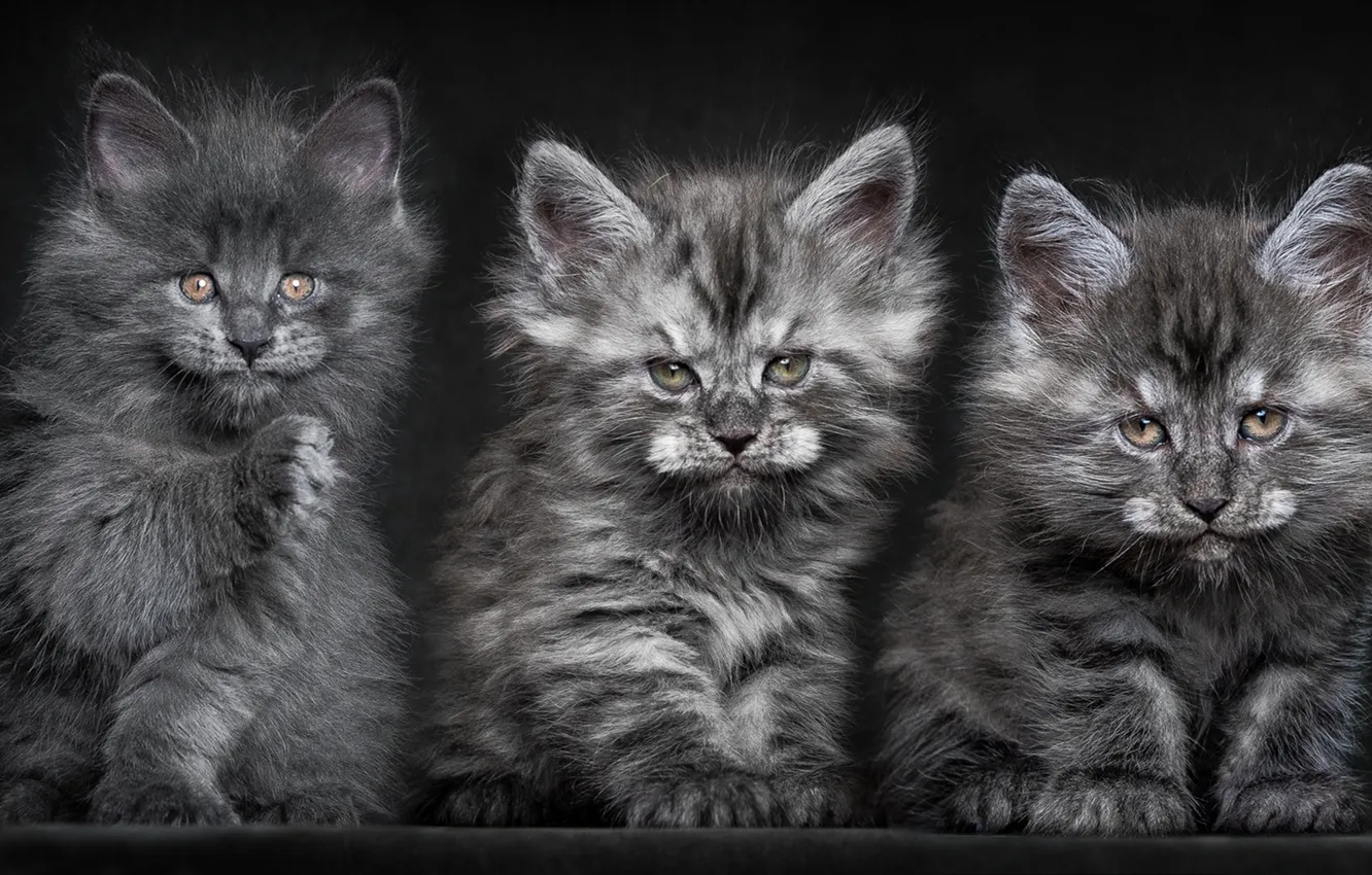 Photo wallpaper cat, grey, fluffy, kitty, Trinity, Maine coons