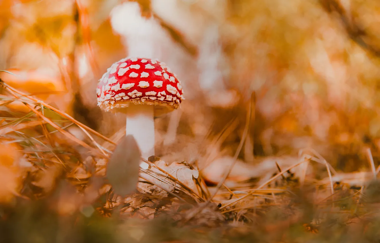 Photo wallpaper autumn, vegetation, mushrooms, Amanita muscaria