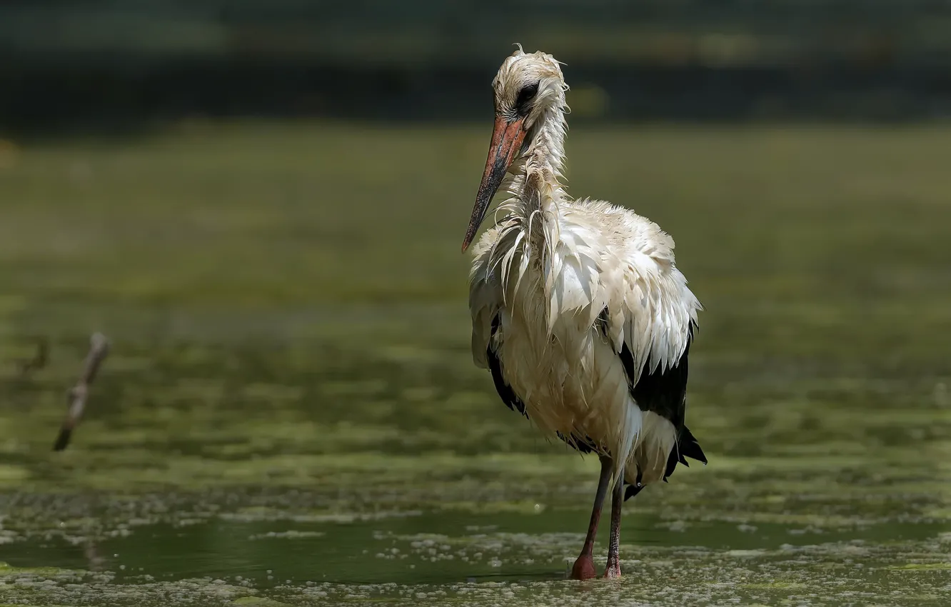 Photo wallpaper bird, swamp, stork