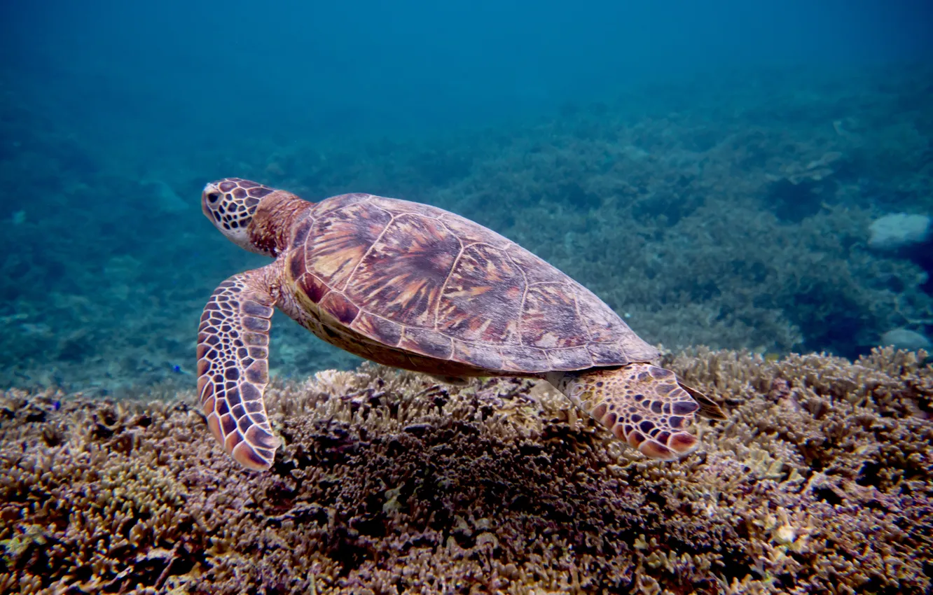 Photo wallpaper sea, water, turtle, snorkel, swim, scuba