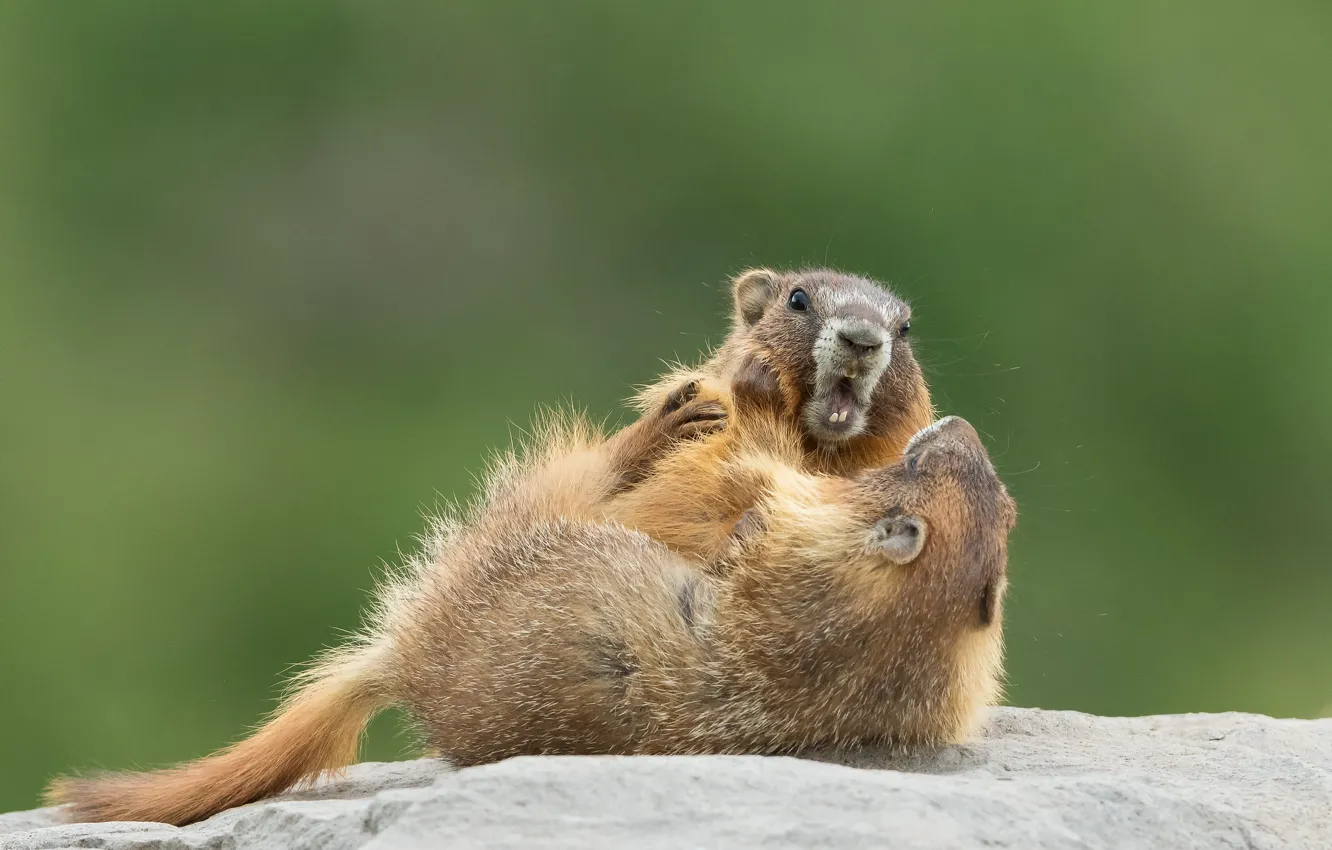 Photo wallpaper stones, background, the game, two, fight, fight, pair, green background