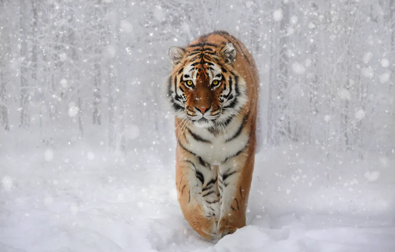 Photo wallpaper winter, forest, look, face, snow, nature, tiger, pose