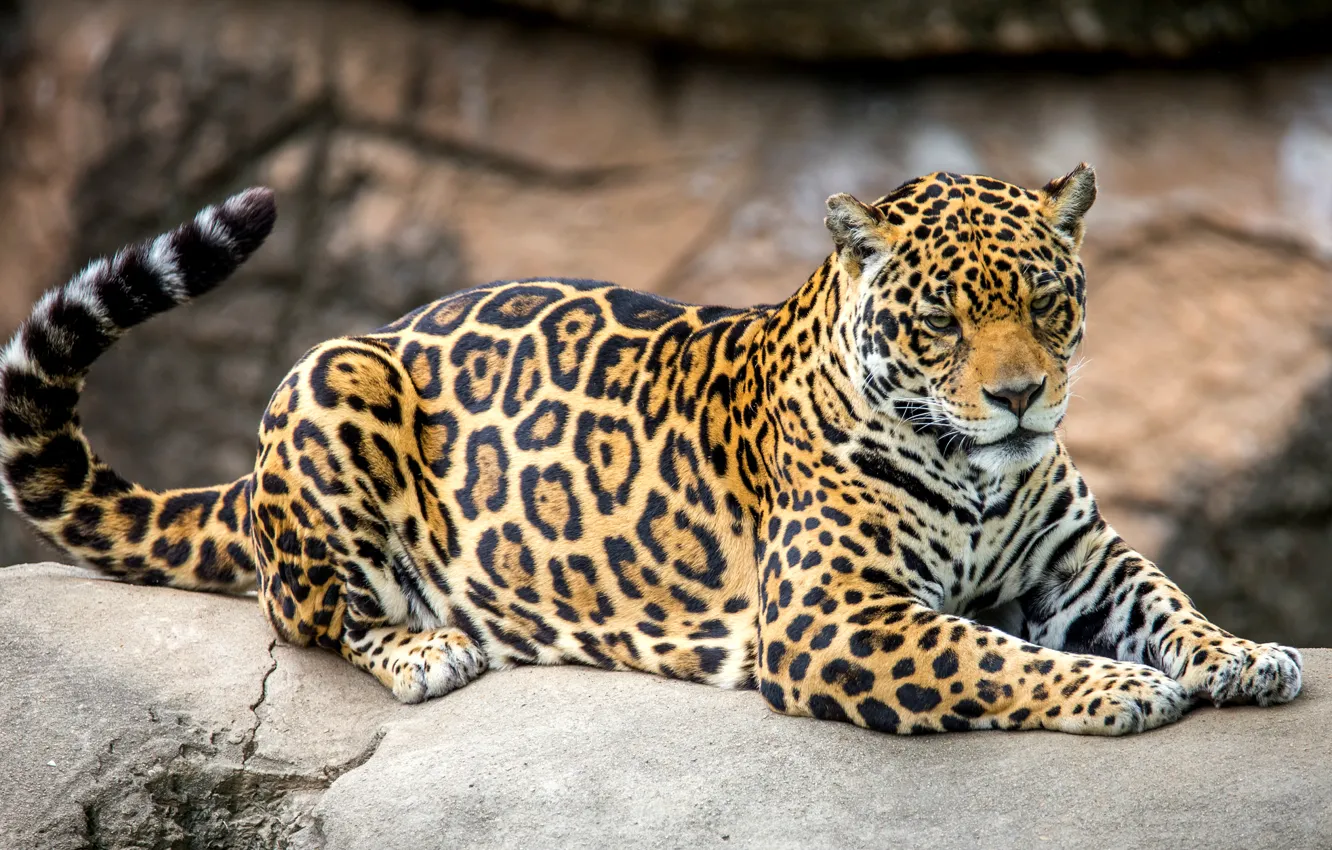 Photo wallpaper predator, spot, tail, Jaguar