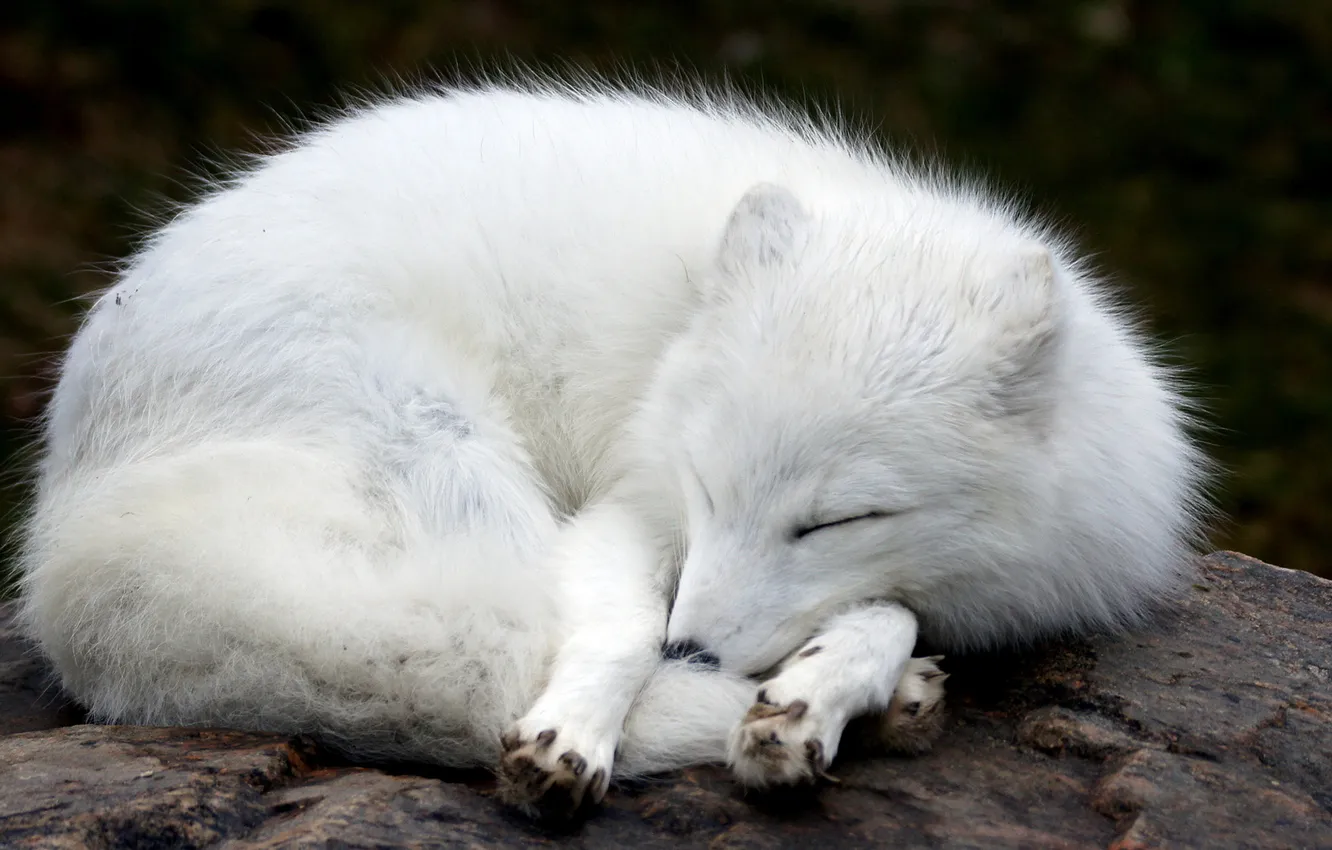 Photo wallpaper stone, Fox, sleeping, Fox, white, fur, lying, Fox
