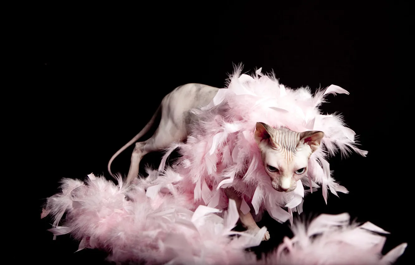 Photo wallpaper face, background, black, feathers, fluff, tail, pink, ears