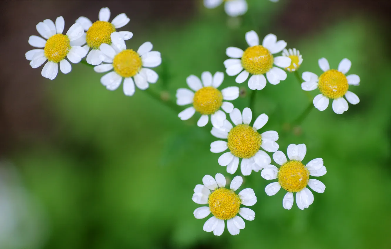 Photo wallpaper greens, flowers, nature, chamomile
